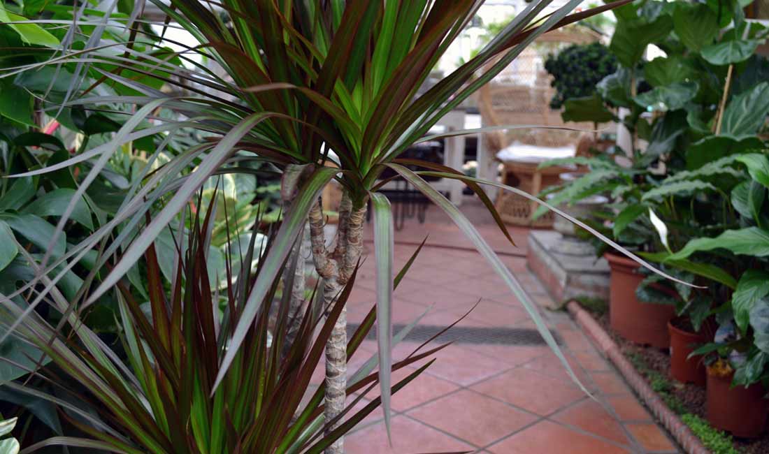 Dracaena