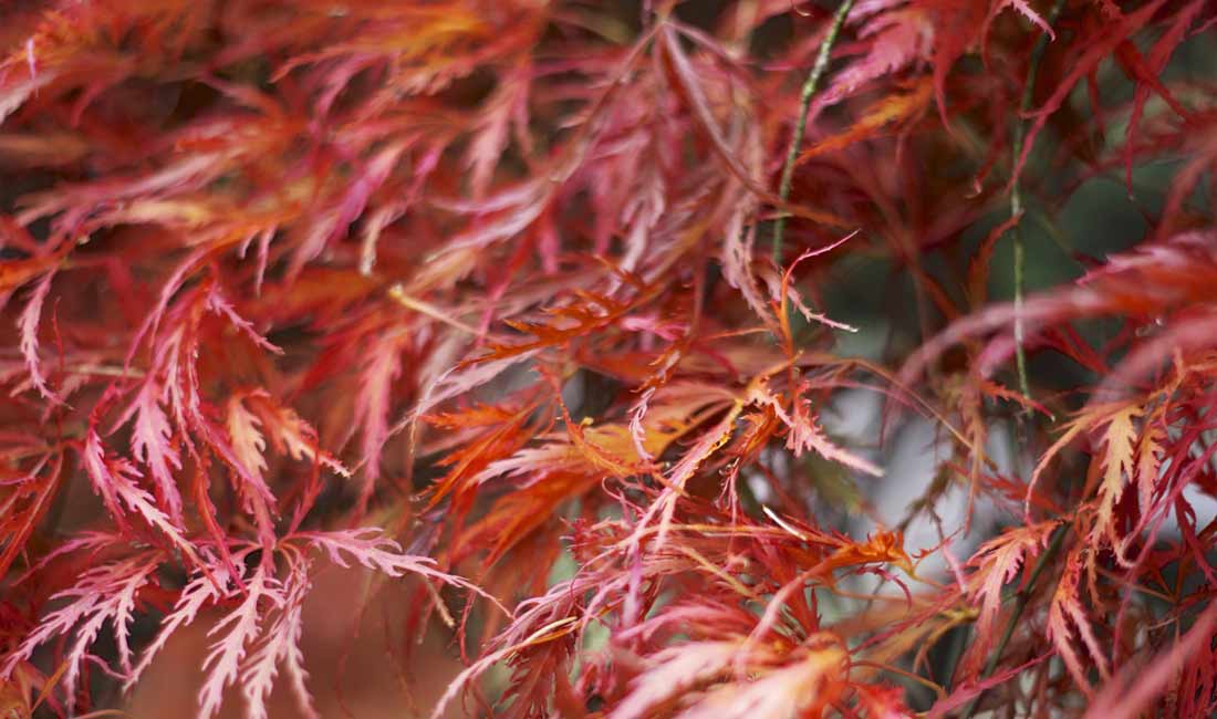 Japanese Acers