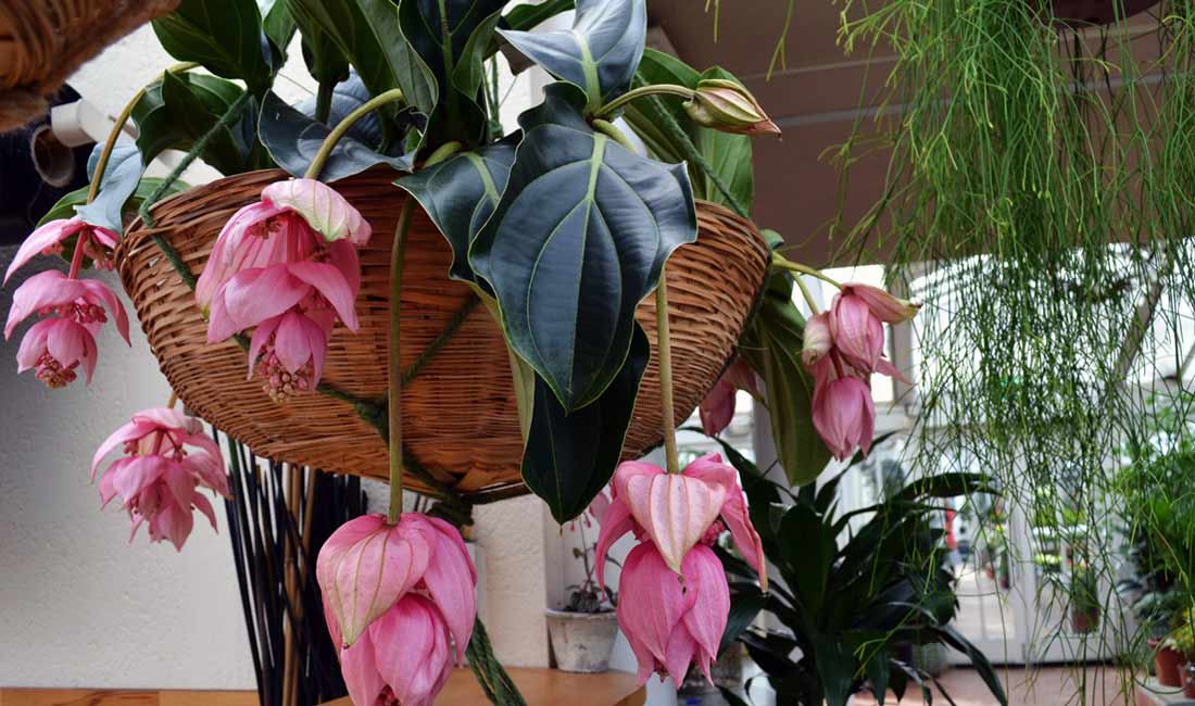 Medinilla magnifica