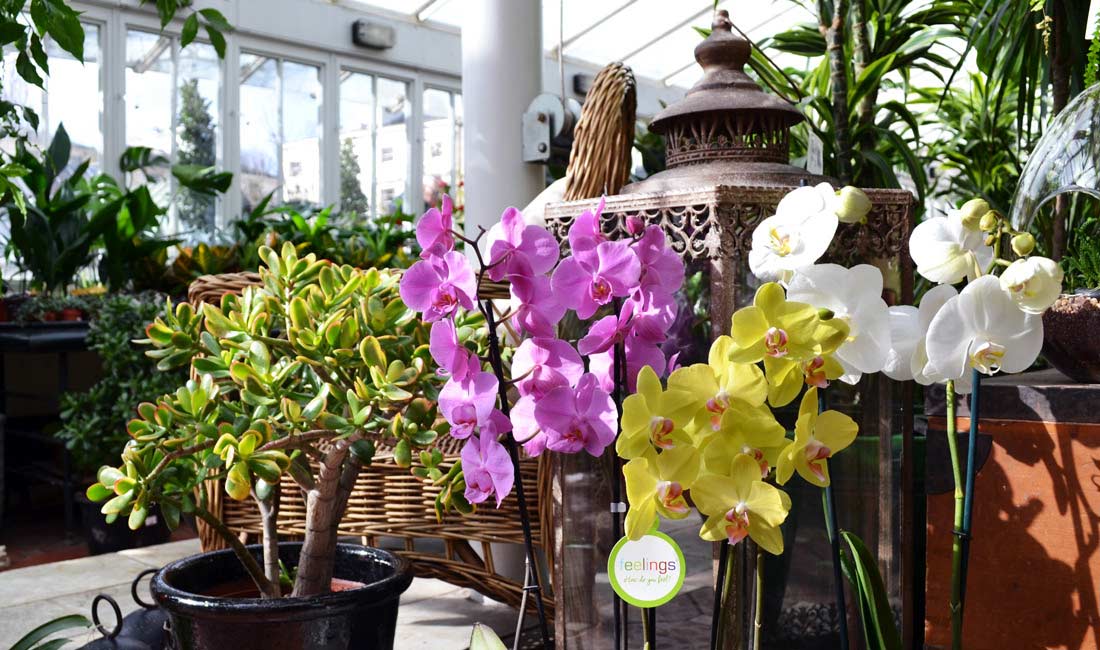 Orchids - Phalaenopsis