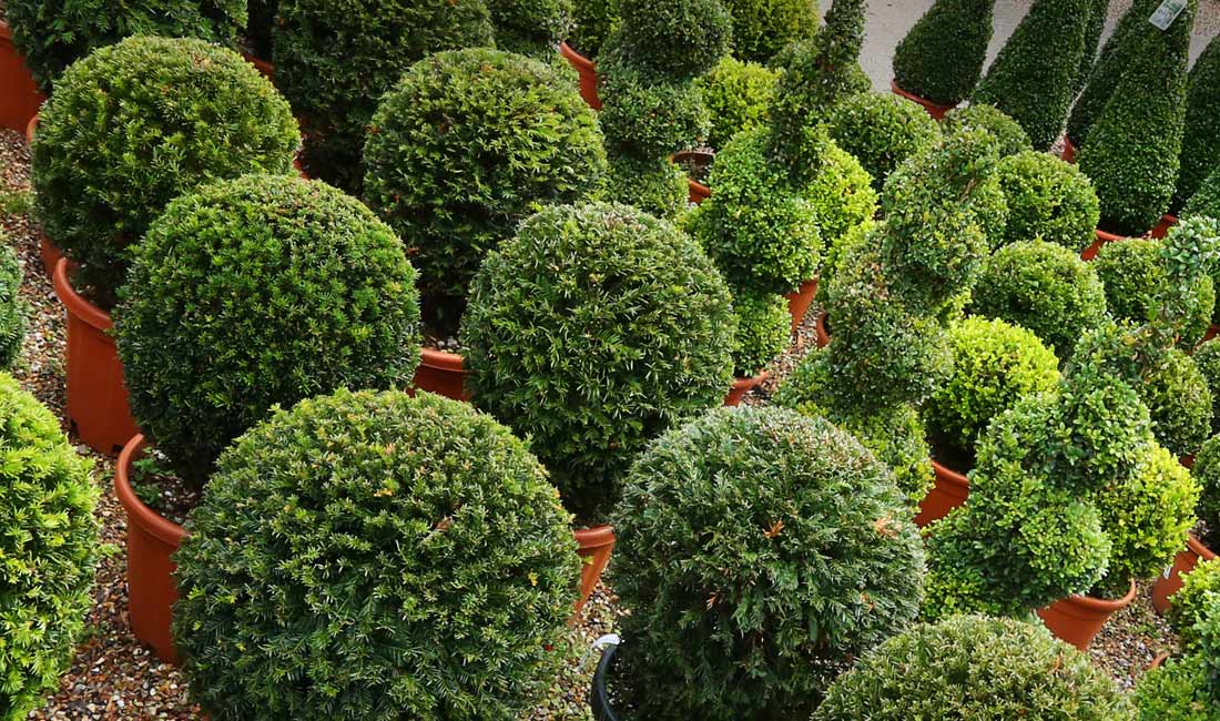 All About Topiary