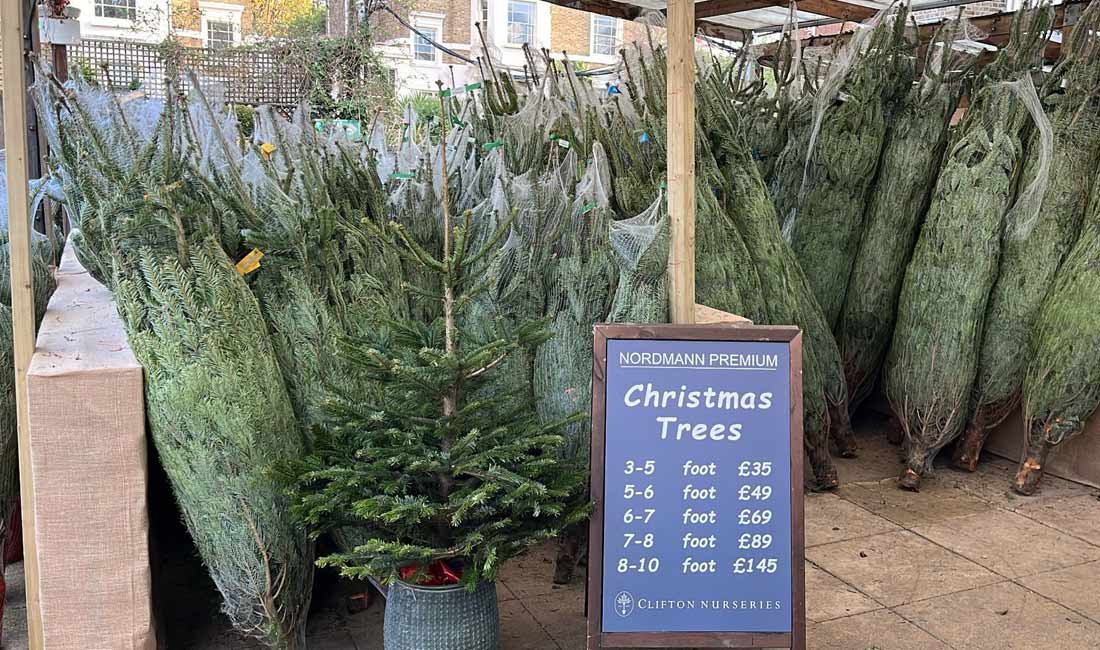 The Christmas Trees have Arrived! 