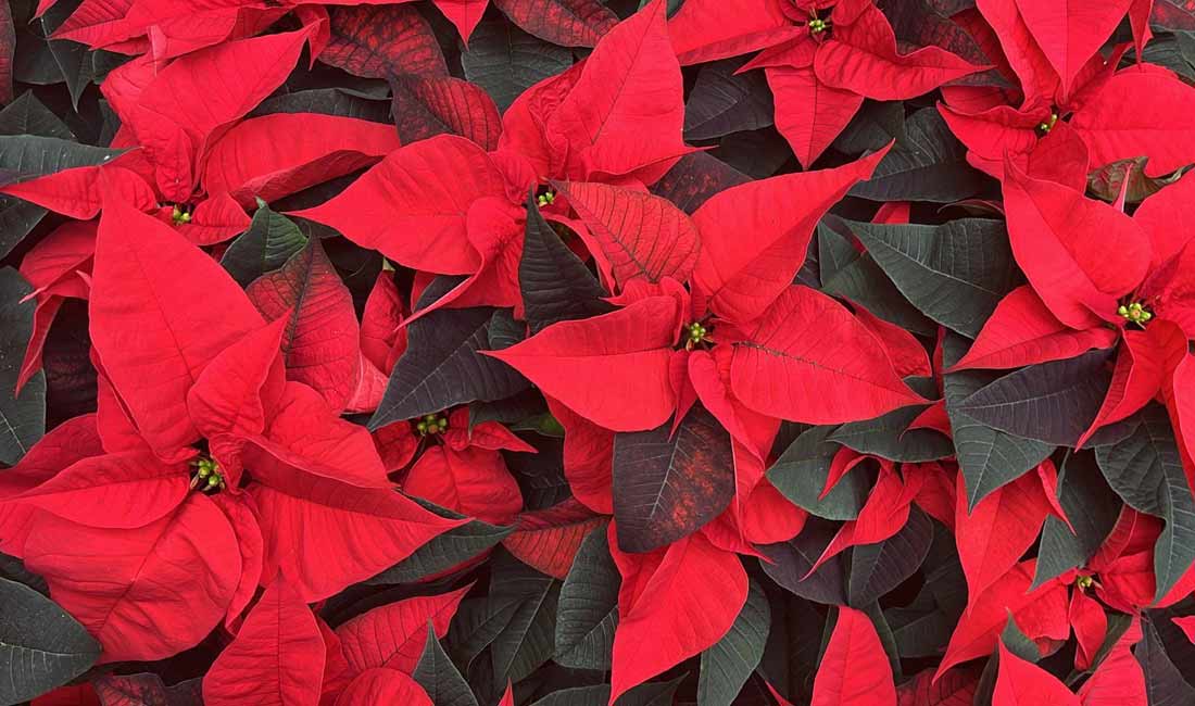 The Perfect Clifton Poinsettia