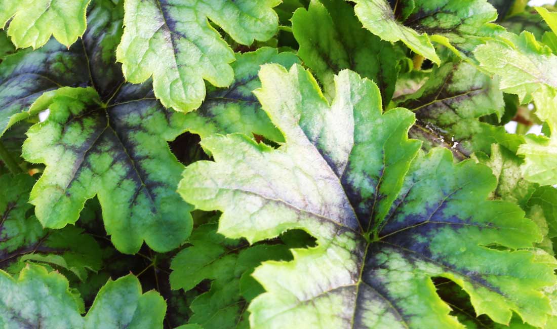 Heuchera