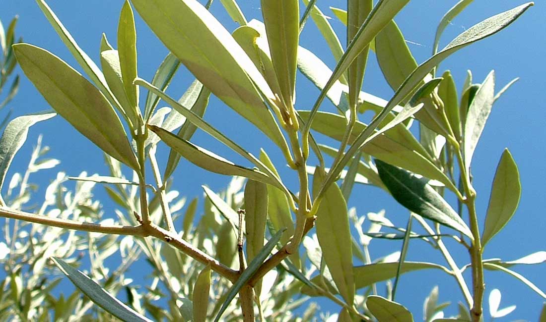 Olive Trees