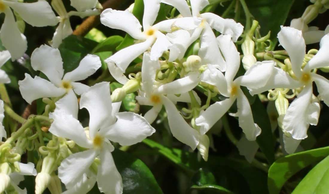 Star Jasmine (Trachelospermum jasminoides)