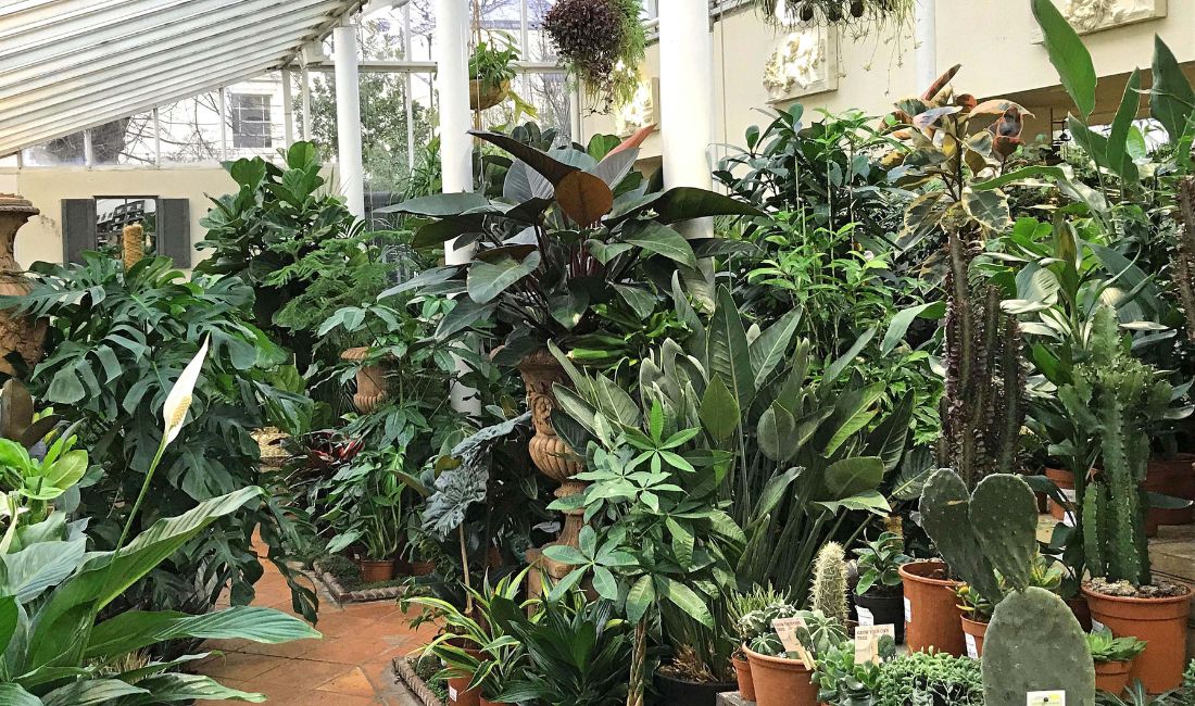 Large Houseplants Large Houseplants