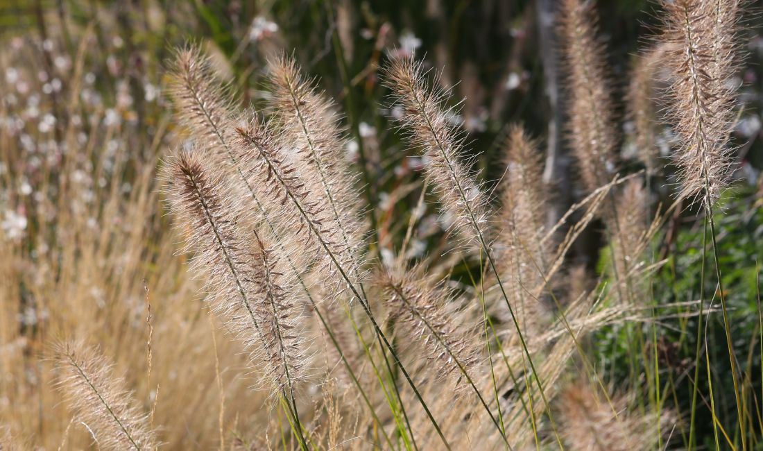 Ornamental Grasses Ornamental Grasses