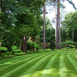 Clifton Garden Maintenance London