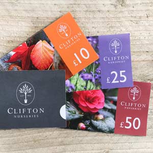 Clifton Gift Vouchers