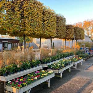 Clifton Surrey Nursery