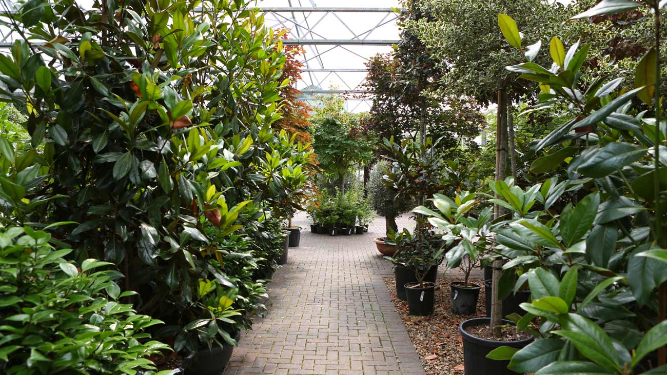 Clifton Nurseries Surrey