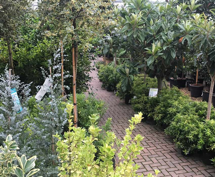 Trade Scheme at Clifton Nurseries