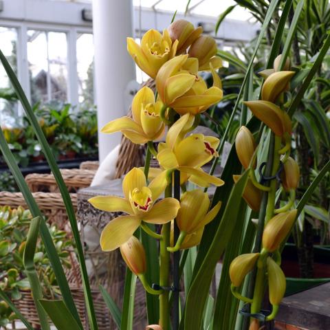 Clifton Nurseries Plant Care Guides Cymbidium Orchids