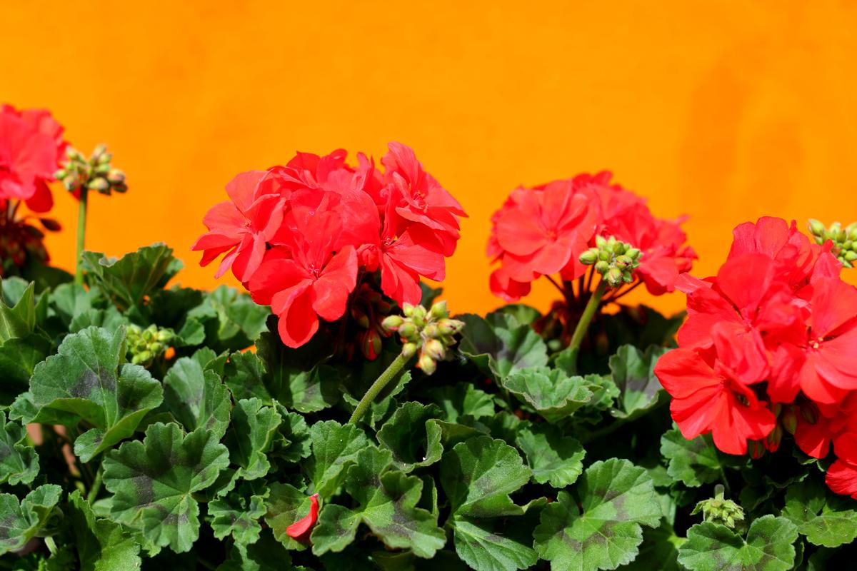 Colourful Pelargoniums