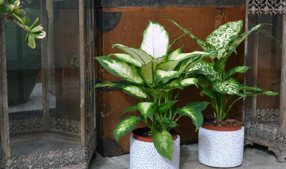 Dieffenbachia