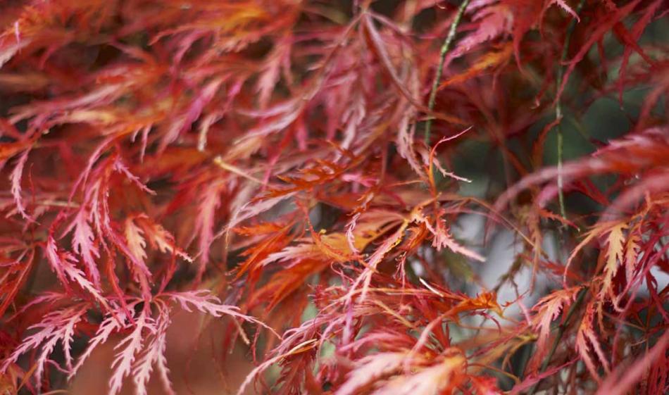 Japanese Acers