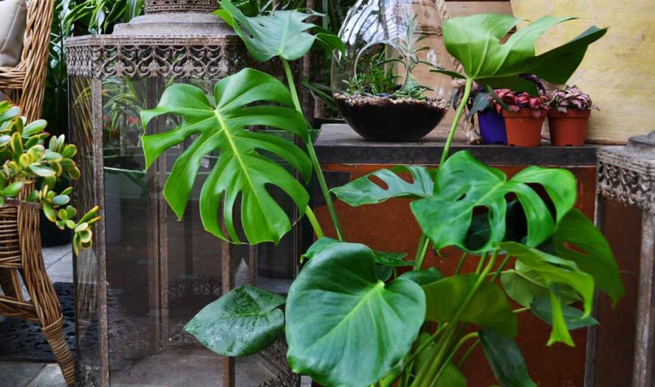 Monstera deliciosa – Swiss Cheese Plant