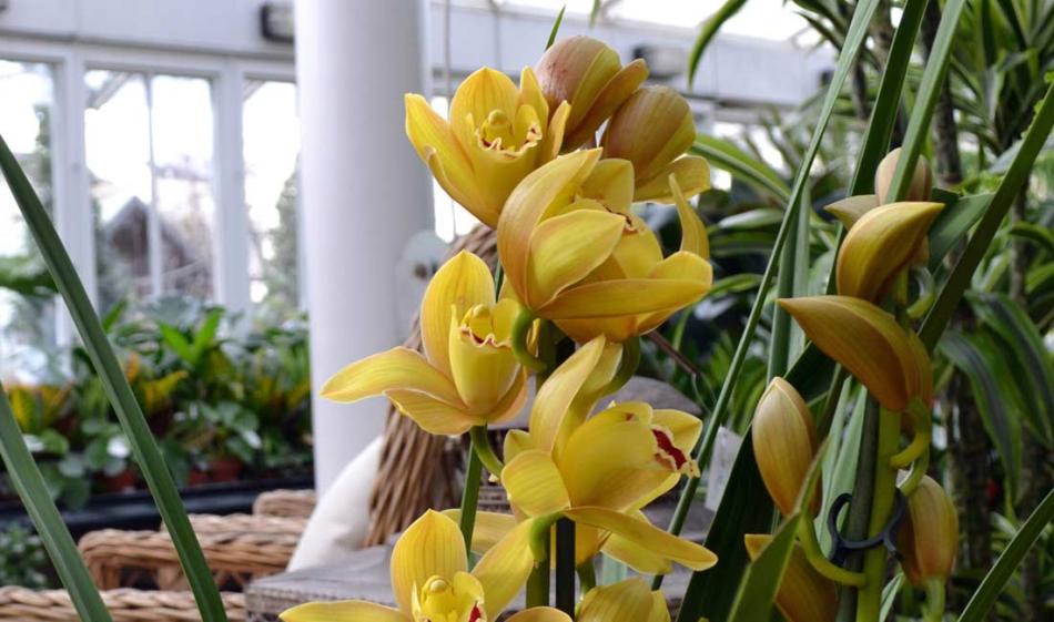 Orchids – Cymbidium