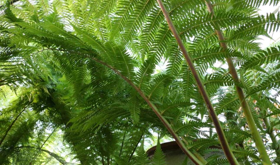 Tree Ferns – Dicksonia antarctica