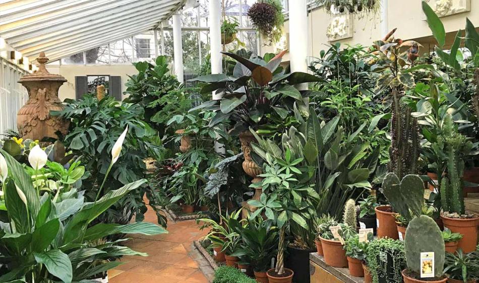 Our Favourite Clifton Houseplants